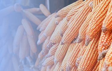  淀粉洗滌復合酶