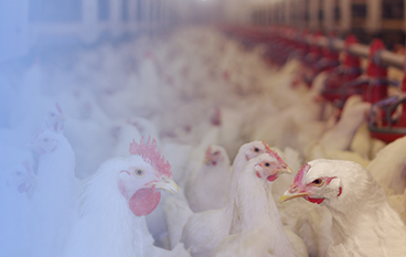  瑞達(dá)狀（家禽）